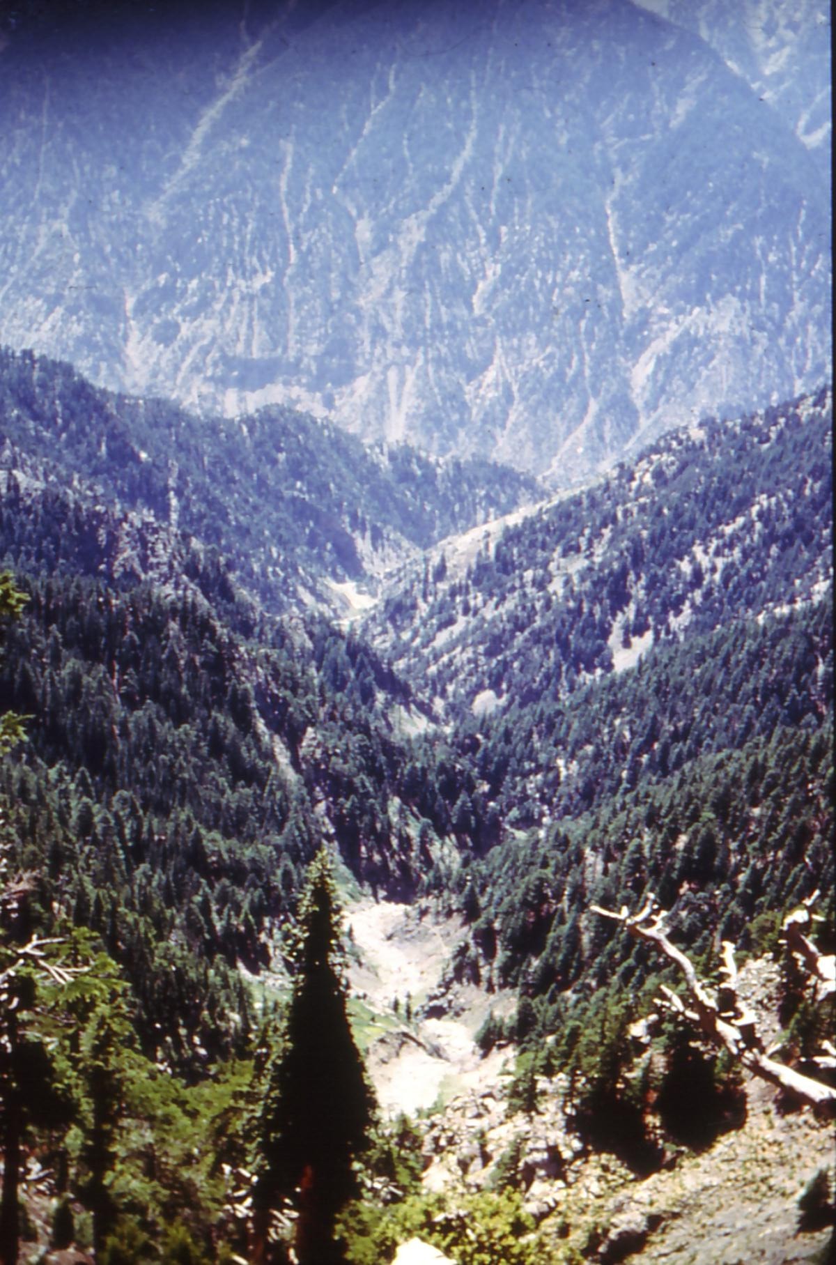 forêt chitral